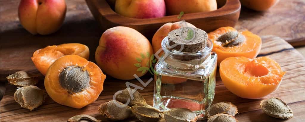 Comprar albaricoque kernel portador aceite